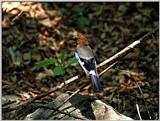 Eurasian Jay (Garrulus glandarius)