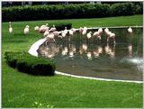 TongroPhoto-k21-Flamingos.jpg