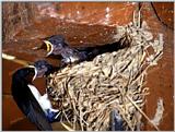 House Swallow nursing chicks