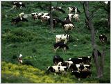 TongroPhoto-k24-MilkCowsHerd.jpg