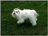 Tongro Photo-k27-Dog-White Terrier