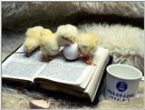 TongroPhoto-k28-4ChickenBabies.jpg