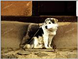 TongroPhoto-k31-KoreanDog.jpg