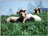 Tongro Photo-k32-4 Sheep-Sitting On Grassland
