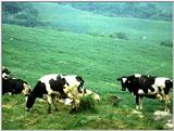 TongroPhoto-k33-MilkCows-Herd.jpg