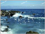 TongroPhoto-m24-seagulls.jpg