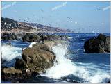 TongroPhoto-m35-seagulls.jpg