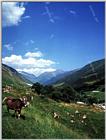 TongroPhoto-w96-KoreanCows.jpg