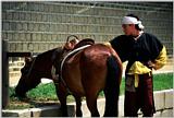 TongroPhoto-x26-KoreanHorse.jpg