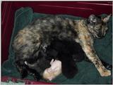 New Fosters
