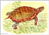 Art by Hermann Fey Tortoise63.jpg (1/1) 114658 bytes