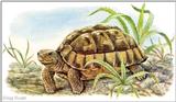 Art by Hermann Fey Tortoise64.jpg (1/1) 95219 bytes