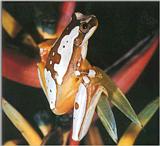 Tree-Frog