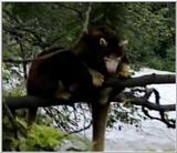 Tree Kangaroo at Detroit Zoo - TREEROO.jpg