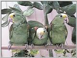 Double yellow head amazons and their babies - tresmarias162.jpg
