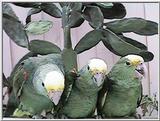 Double yellow head amazons and their babies - tresmarias175.jpg