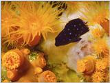 Re: need pics of tropical fish/etc.  2-color... jpg format...