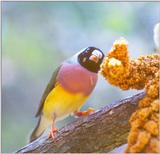 Tropical Finch - TropicalFinch1.jpg