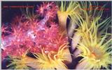 More soft corals of Truk