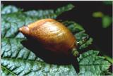 fNP - Snail - tslak1.jpg