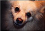 Dog - Tucker9