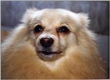 Dog - Tucker10