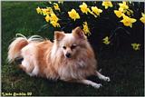 Tucker-my dog
