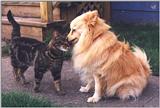 Dog and cat friends