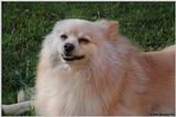 Tucker (dog)