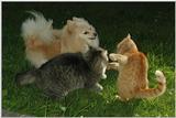 When Animals Attack