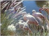 flamingoes