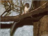 Lesser Tree Shrew