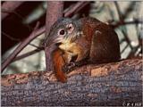 Terrestrial Tree Shrew