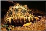Beautiful Turtle ...