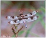 Tweleve-spot Skimmer (Libellula pulchella)