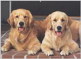 Twins