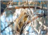 Squirrel twitchy17.jpg (1/1) 72k