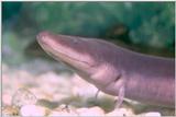 Two-toed Amphiuma (Amphiuma means)