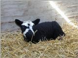 Re: Request:::::::: Turkeys and sheep