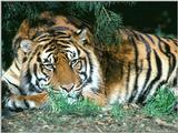 Re: pics lions