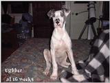 (Description) File 03 of 34 - Ughher - 0003.jpg (1/1)