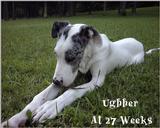 (Description) File 09 of 34 - Ughher - 0009.jpg (1/1)