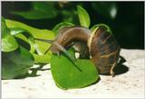 Re: Search Snails