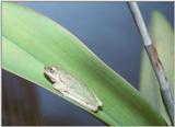 Tree frog - TreeFrog.jpg (0/1)
