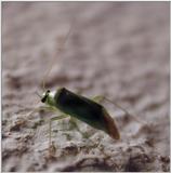 green insect