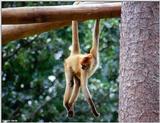 A monkey just hangin' around