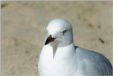 seagulls 1/3