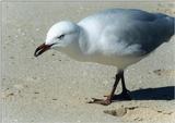 seagulls 2/3