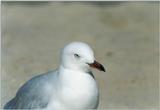 seagulls 3/3