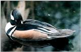 From the Tennessee Aquarium - chinese duck.jpg - chinese duck.jpg (1/1)